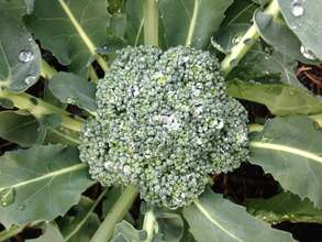 Broc 2014