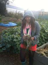 Chilly weeding and harvesting :)