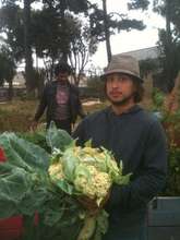 WOW! Now that's cauliflower