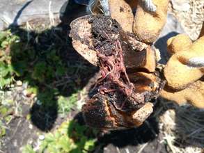 FOOD WASTE + WORMS = AMAZING SOIL <3