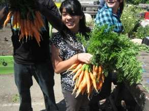 Richmond High CSA Carrot Harvest