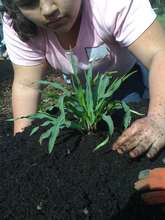 One of Our Students Planting