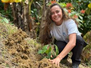Reforestation in Colombia