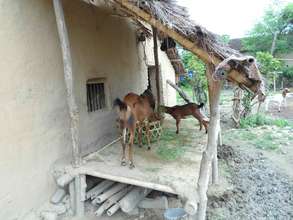 Livelihoods: Goat Keeping