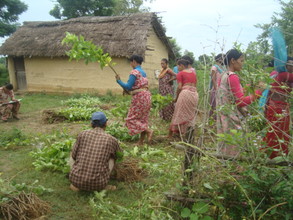 Tharu women working in Fodder Field