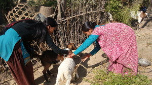 Field staff checking weight and health of the goat