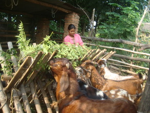 Building a future: Sita taking care of her goats