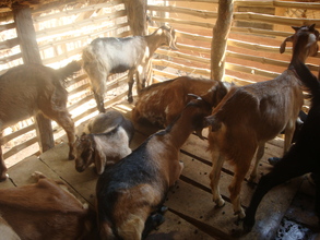Goats inside the Shed