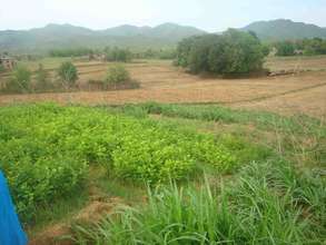 Fodder and Forage Field