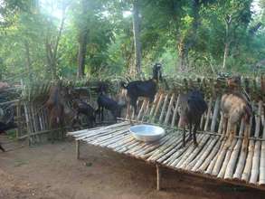 Goat rearing under Gift Program