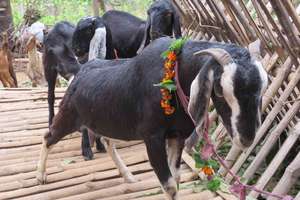Goat Rearing in progress