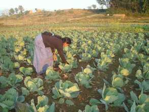 Women working at her vegetable fields