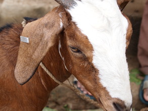 Goat donated for livelihood program