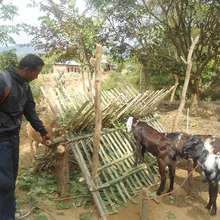 Goat Rearing Program and supervision, Dang