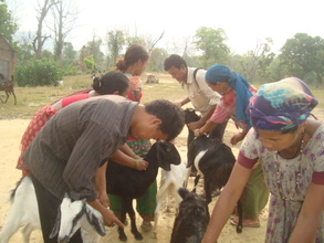 Goat Vaccination program