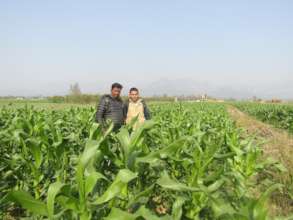 Maize farming on rented land in Lamahi