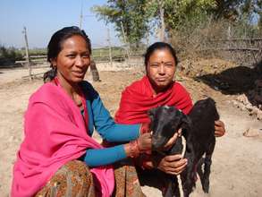 Raising goats for improved livelihoods