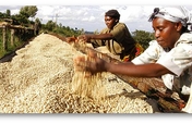 Mobile Money for 60,000 smallscale coffee farmers