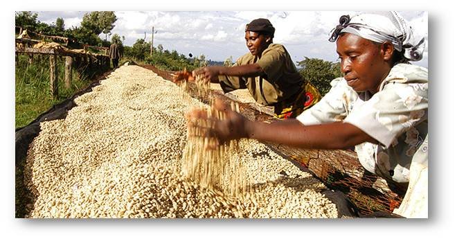 Mobile Money for 60,000 smallscale coffee farmers