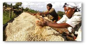 Mobile Money for 60,000 smallscale coffee farmers