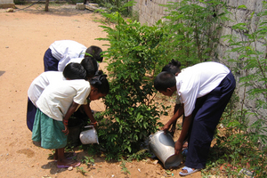 Planting trees in FF home premises