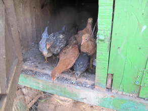 Chicken Project