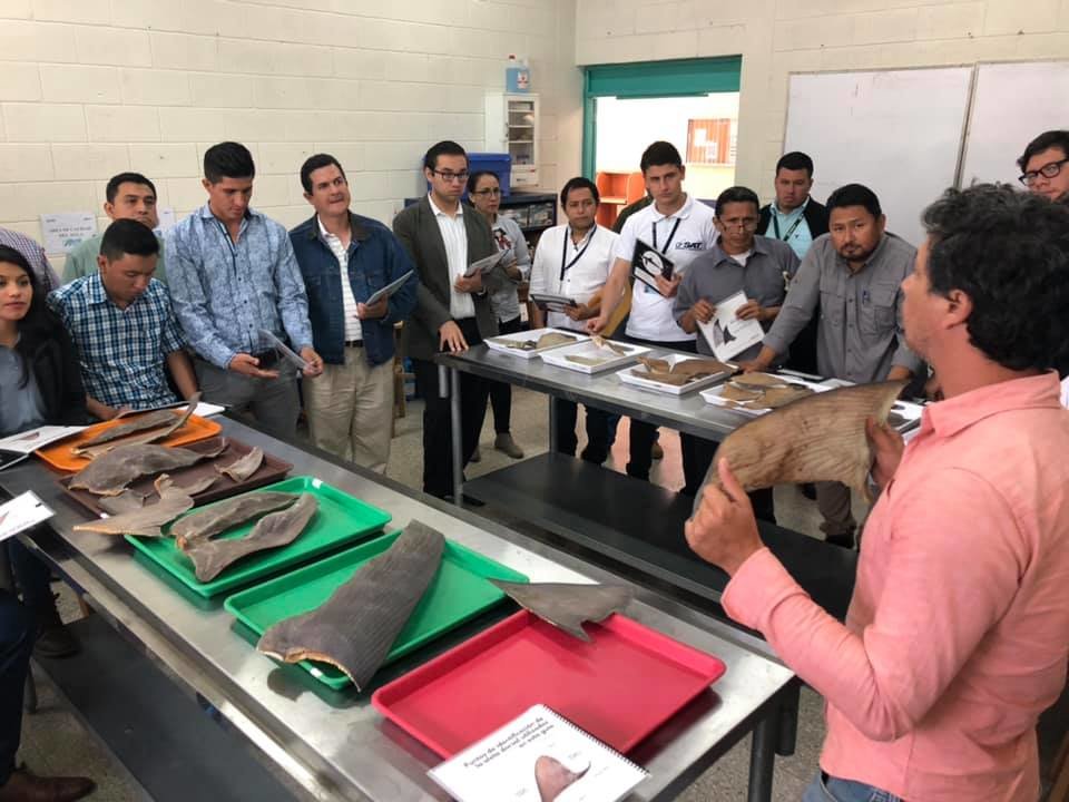 Workshop Identification of Shark Fins Guatemala