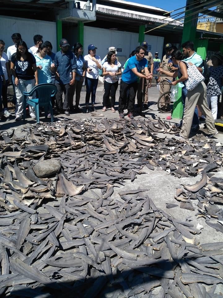 Shark Fins Guatemala