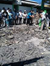 Shark Fins Guatemala