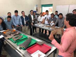 Shark fins identification workshop