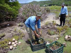 Mariela Ochoa planting mangroves in Guanaja