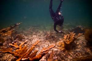 Gaby Nava below the waves