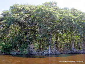 Mangroves