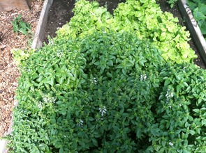 Basil