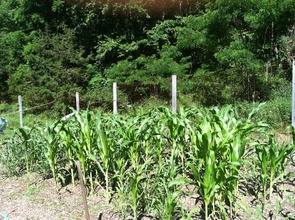 Corn