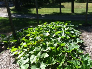 Squash