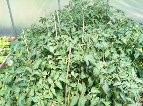 Tomatoes