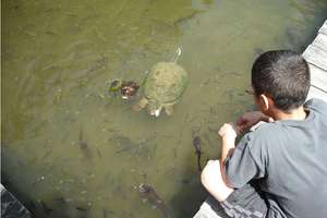 Turtle