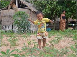 Sok's grandchild plays amongst the new cassava.