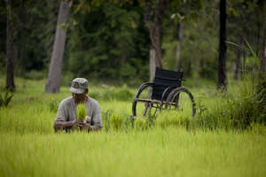 Cambodian amputee harvesting his rice crop