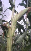 Presence Mutundi's garden