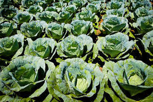 From Bunzi Community farm-Mavuno