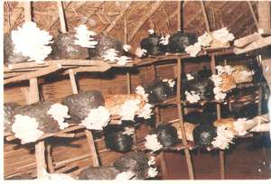 Mushroom fuitbodies