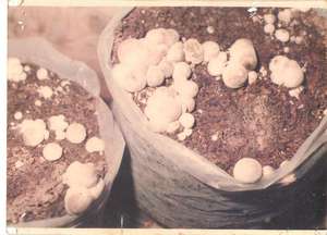 Mushroom fuitbodies
