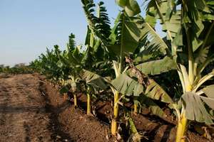 Farming