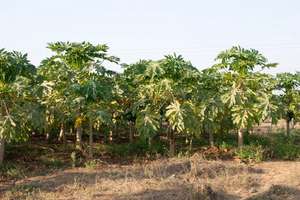 Farming
