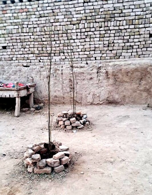 Planting 1000 Trees for a Greener South Punjab