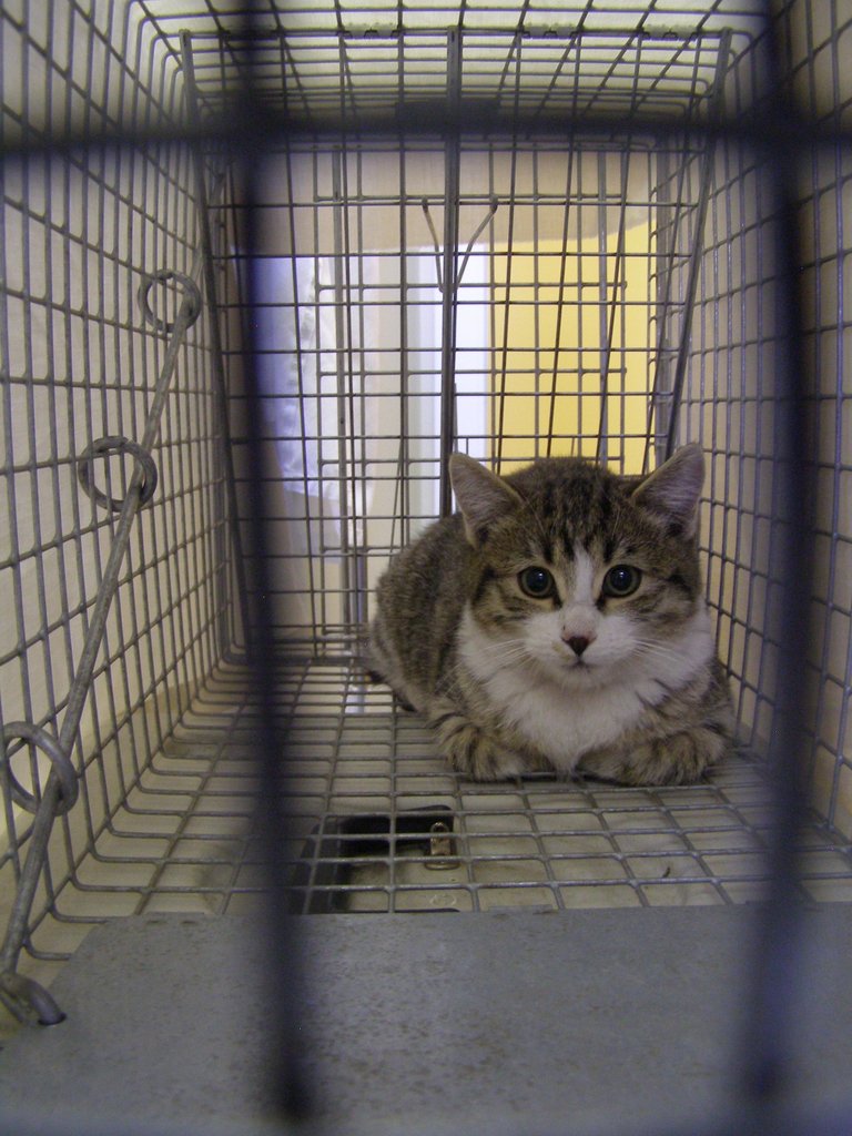 Sterilize 100 free roaming cats in metro Denver GlobalGiving