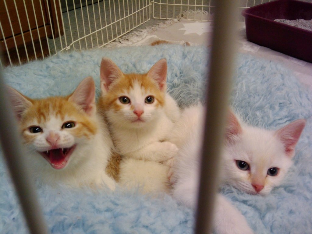 Sterilize 100 free roaming cats in metro Denver GlobalGiving