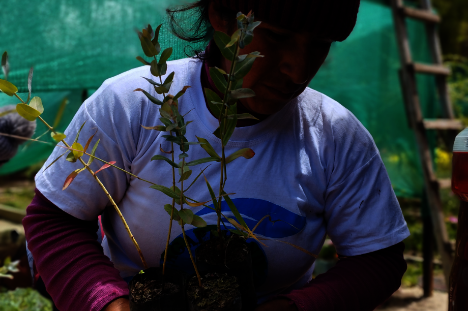 Help Rural Families Restore Forests in Choras
